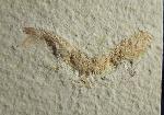 Leptolepides sprattiformis (BLAINVILLE 1818) - Bild © FossNet FossilienStore